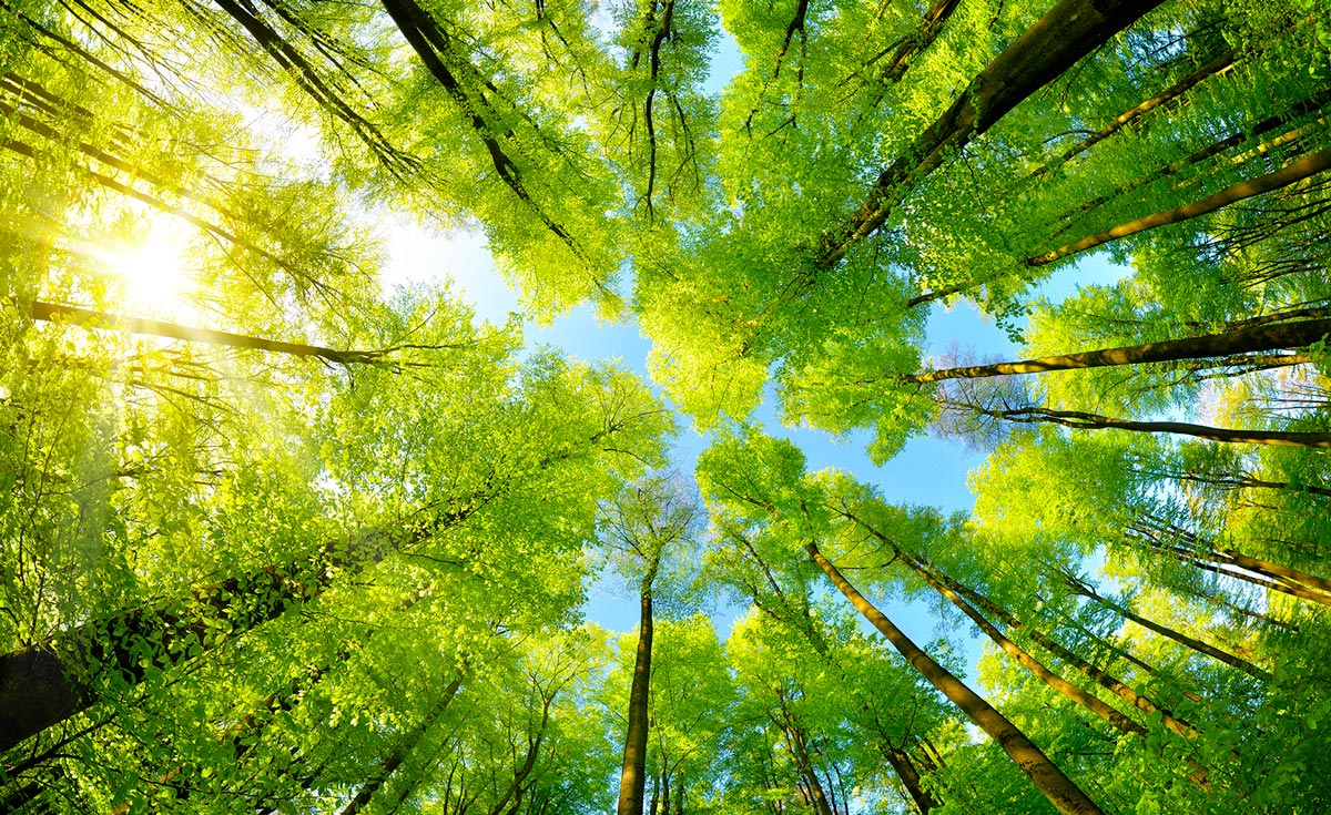 Forêt, énergie renouvelable et durable